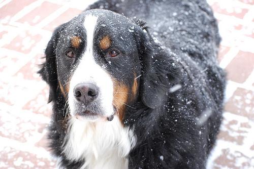 Bernese Mountain Dog