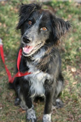 Border Collie