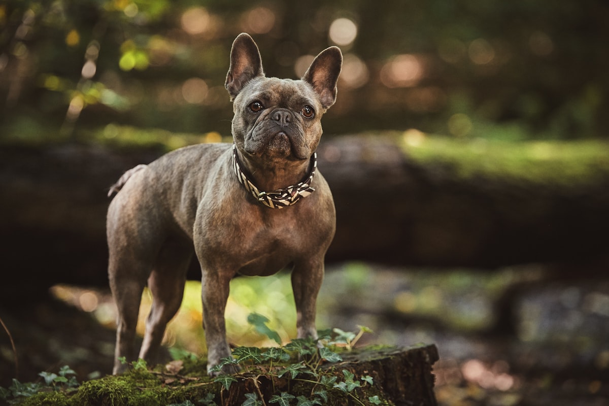 French Bulldog