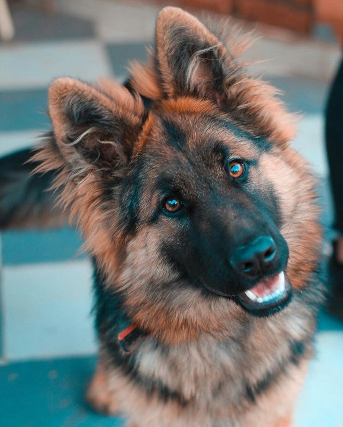 German Shepherd Dog