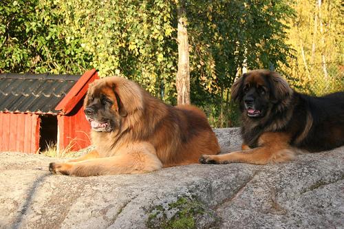 Leonberger