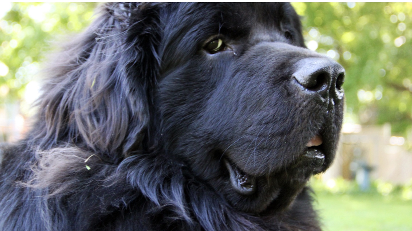 Newfoundland