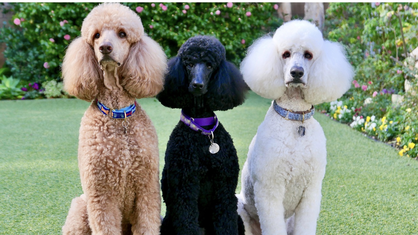 Standard Poodle