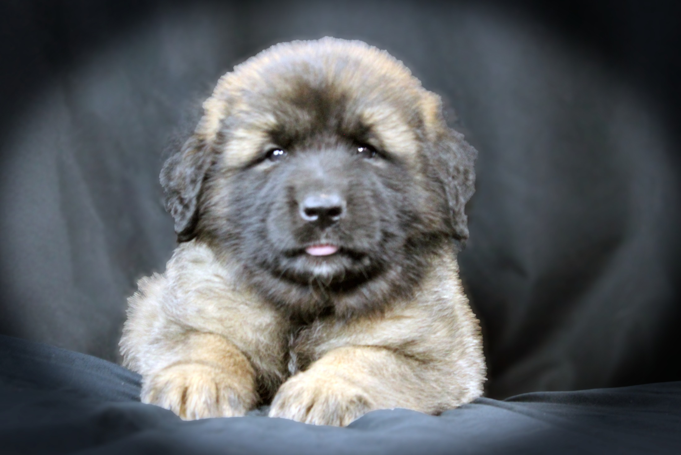 Leonberger Puppies Texas