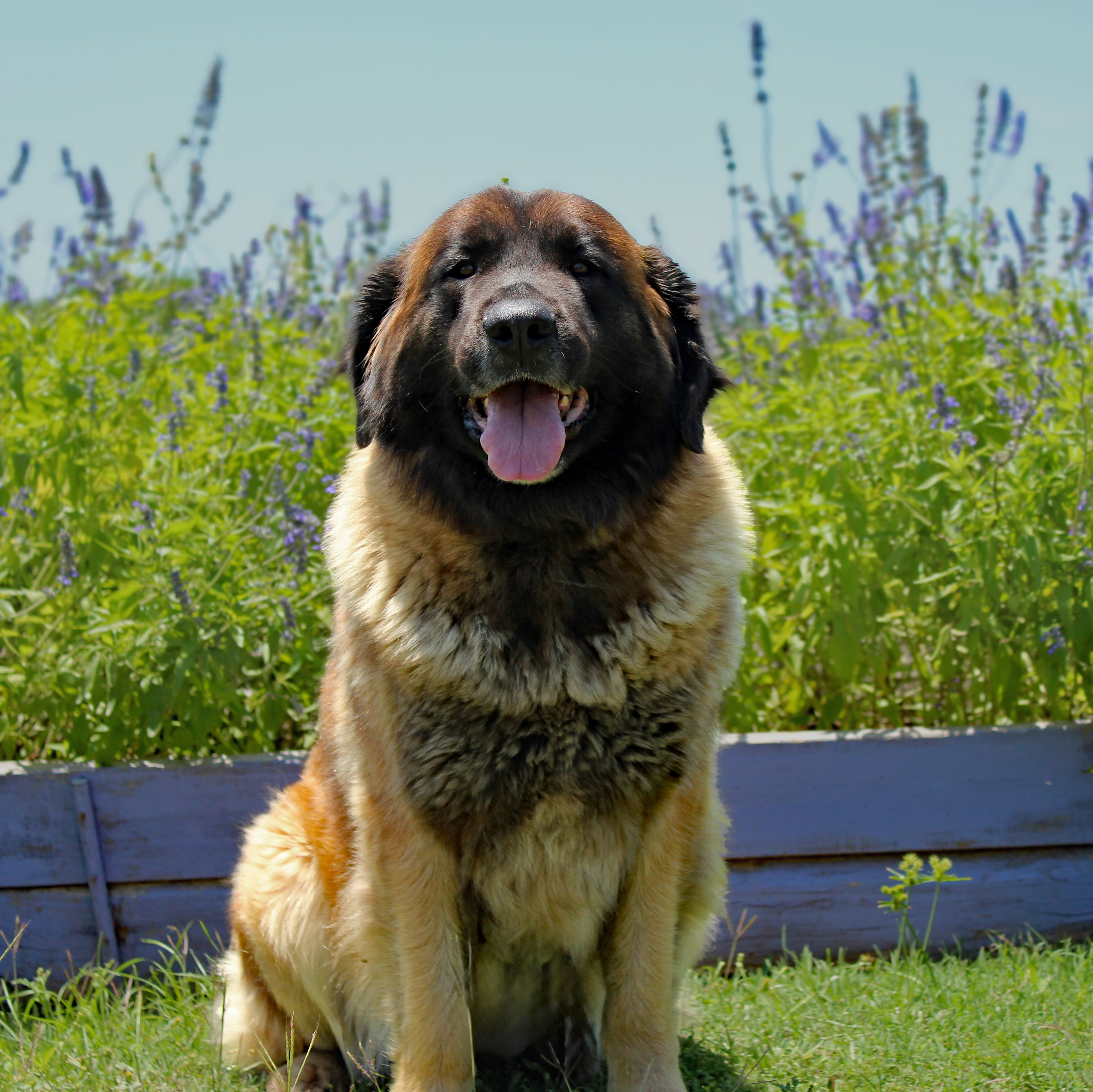 Bigfoot Leonberger Ranch