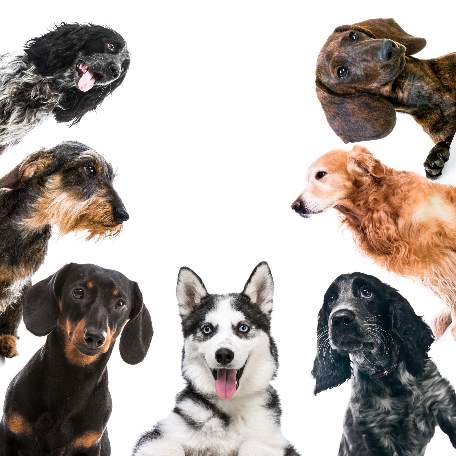 The Hidden Cost of Cheap Puppies