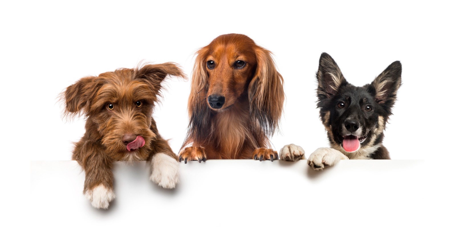 Why Transparency Is the Future of Dog Breeding