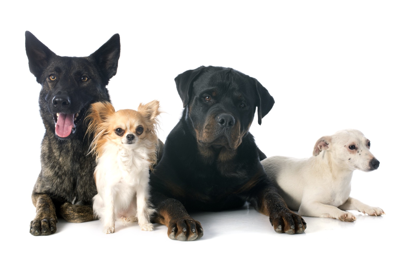 Rottweiler, German Shepherd, and Chihuahua representing breed diversity