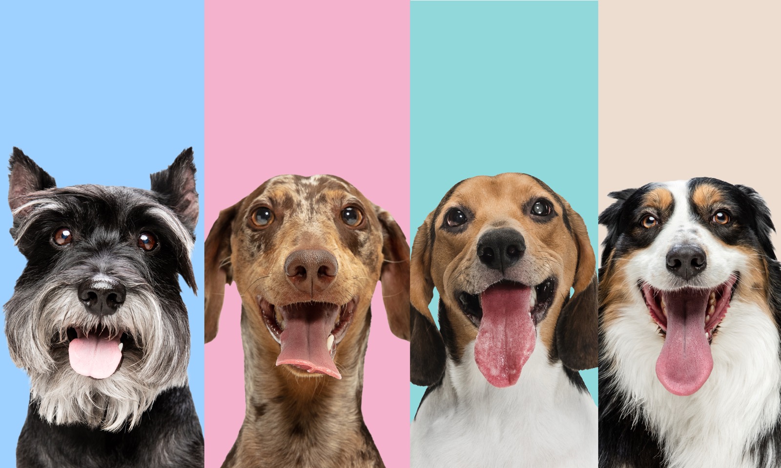 From Rescue to Rally: One Dog's Journey Through Canine Sports