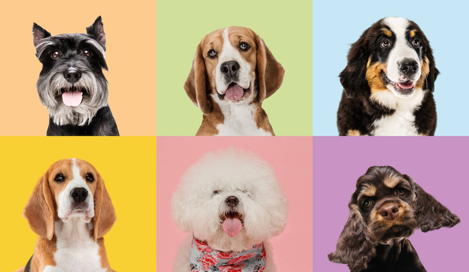 Golden Retriever Health Testing Checklist