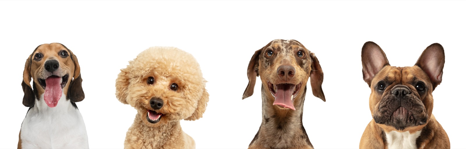 Understanding Bully Breed Legislation in 2026