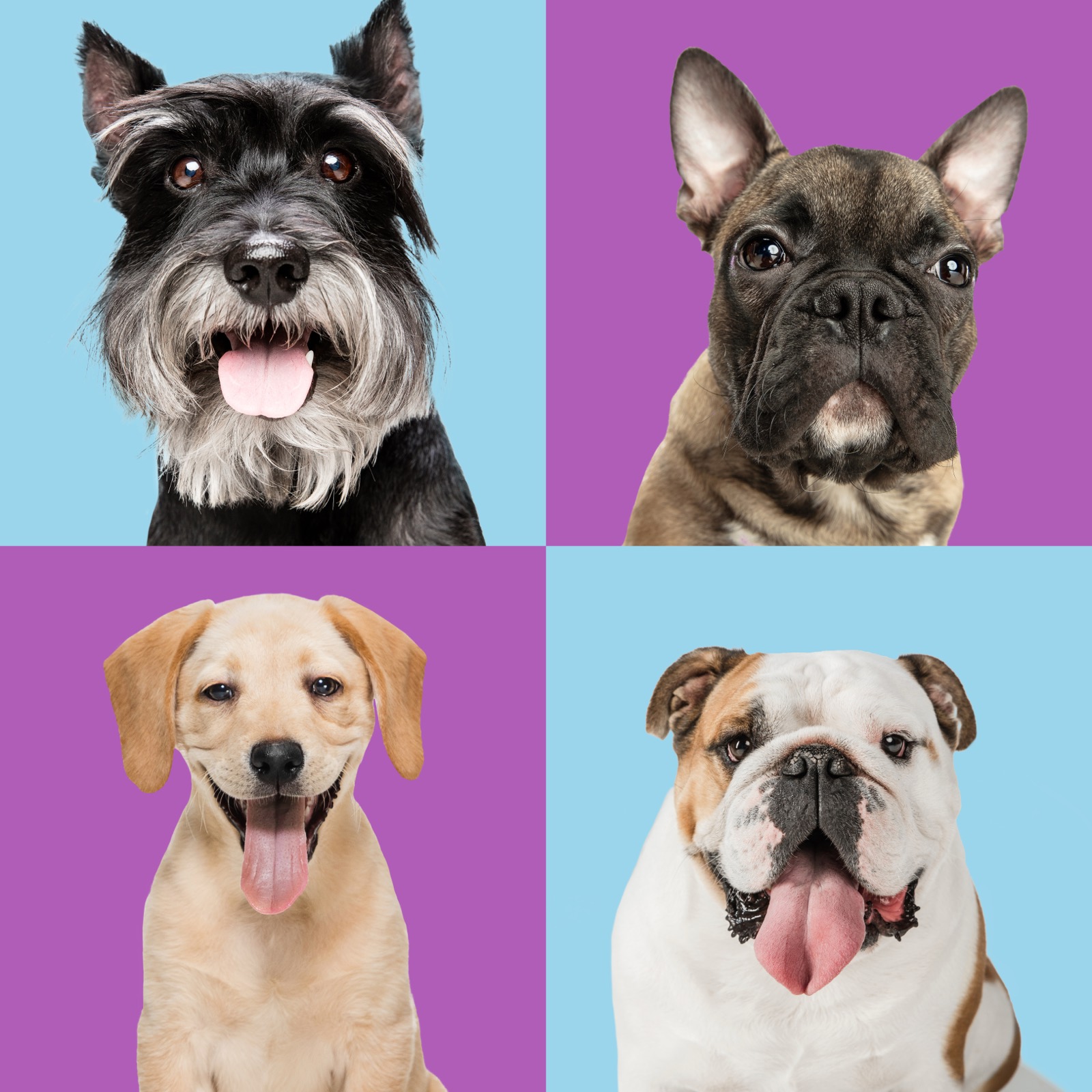 USDA Launches Historic Multi-Agency Crackdown on Dog Welfare Violators