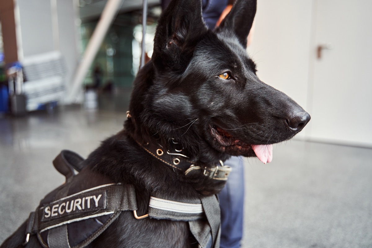 USDA Launches Historic Multi Agency Crackdown on Dog Welfare Violators