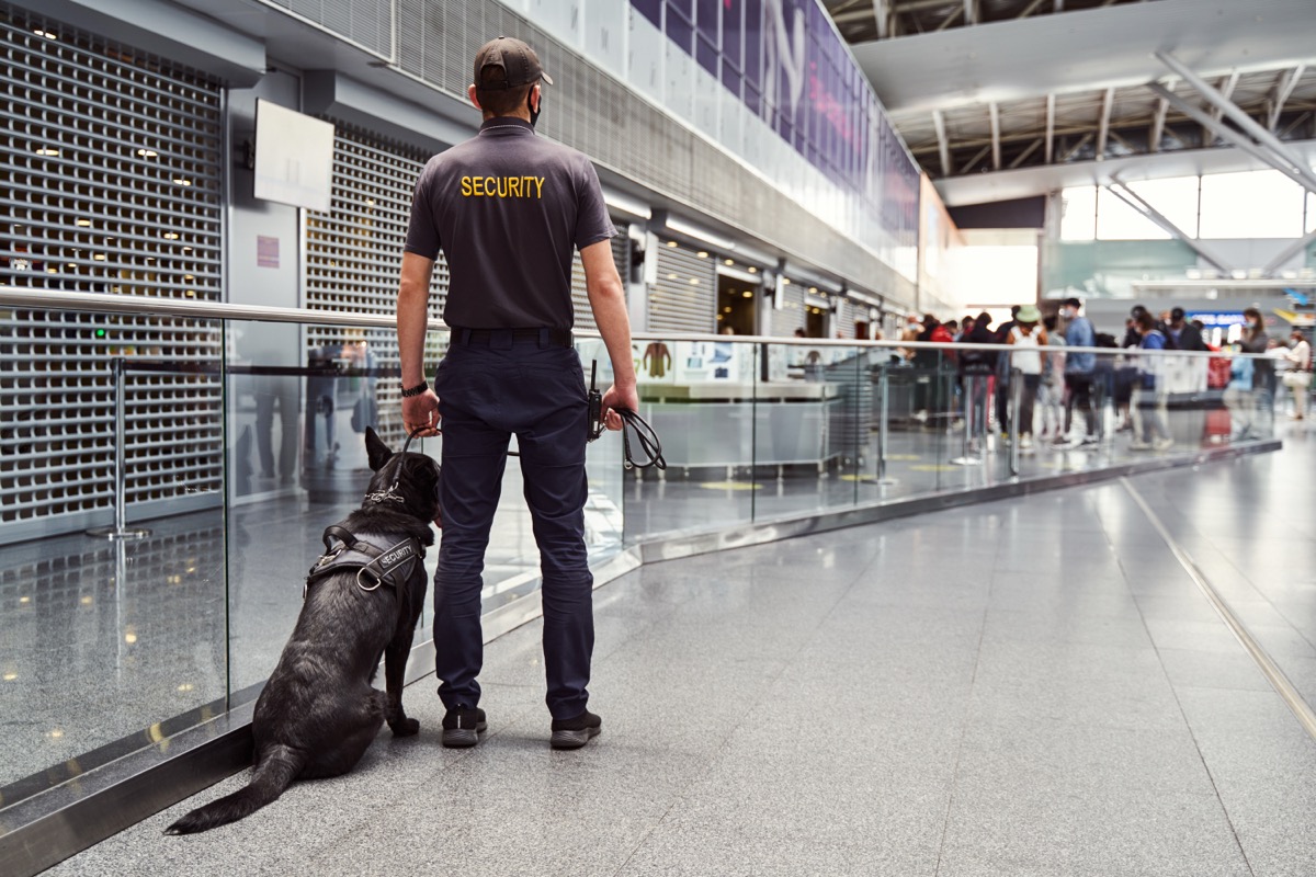 From Companion to Therapy Dog: The Path