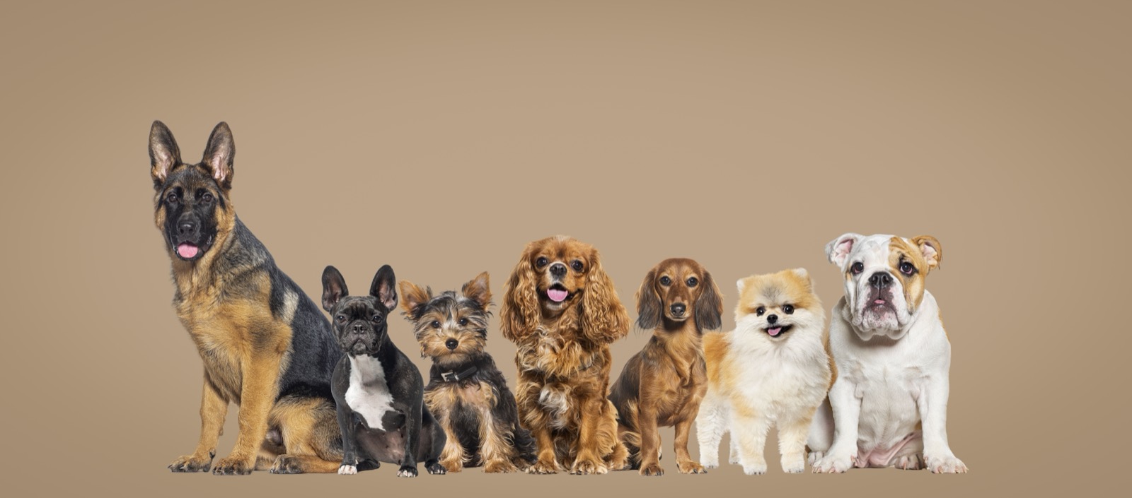 How One Breeder Built Trust Through Radical Openness