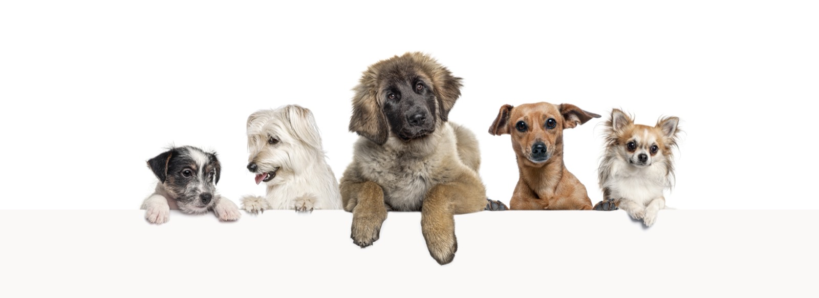 How to Spot a Responsible Breeder vs a Puppy Mill
