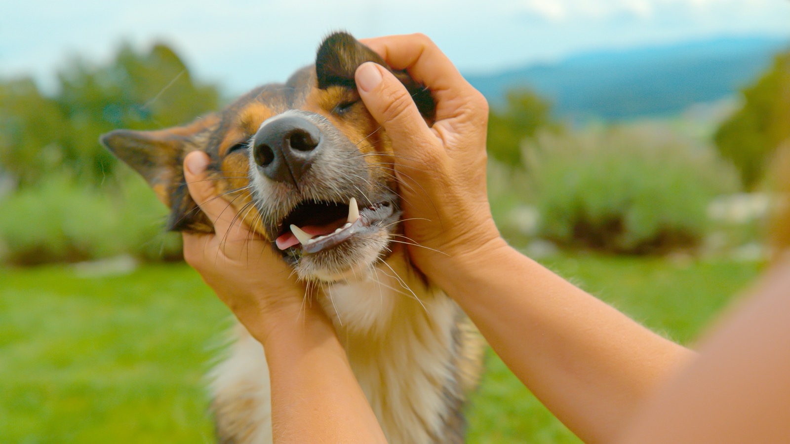 A family moment, hands cradling a happy dog's face