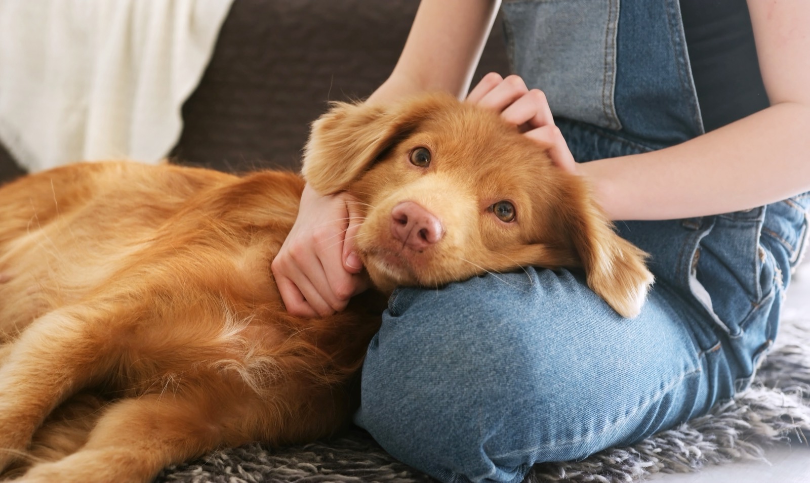 A quiet bond between a family and their dog, hands and trust
