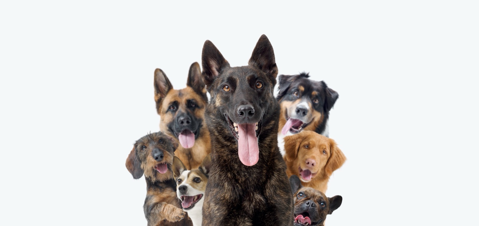 Protection Dog Training: What Families Need to Know