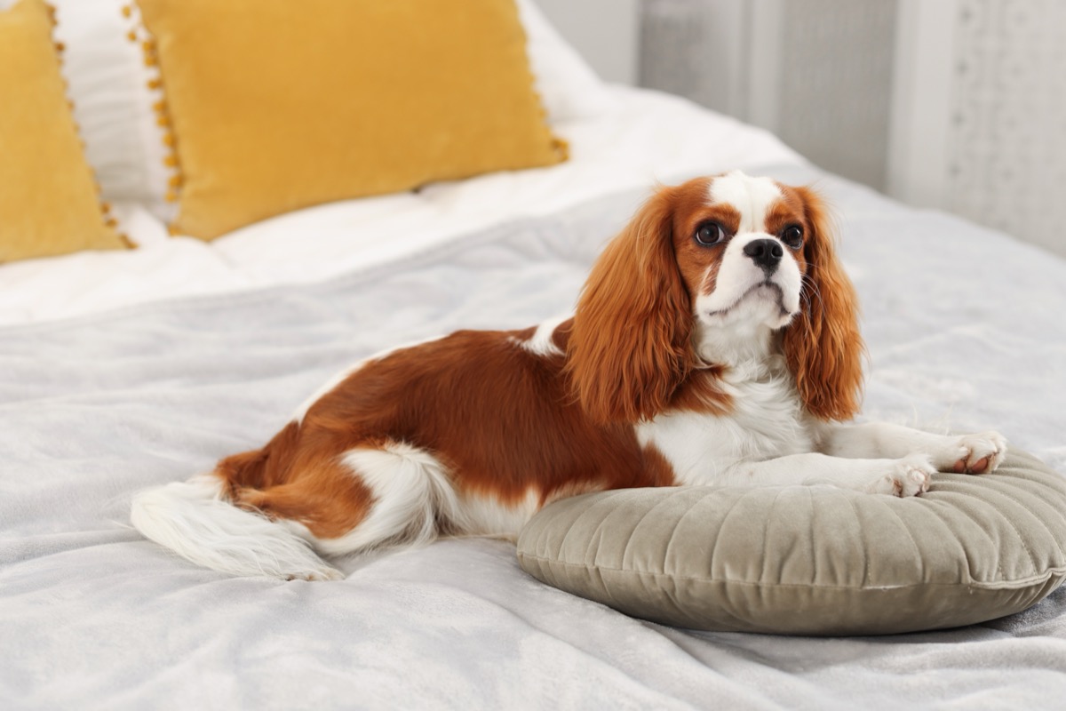 Heritage Saint Bernards of the Rockies