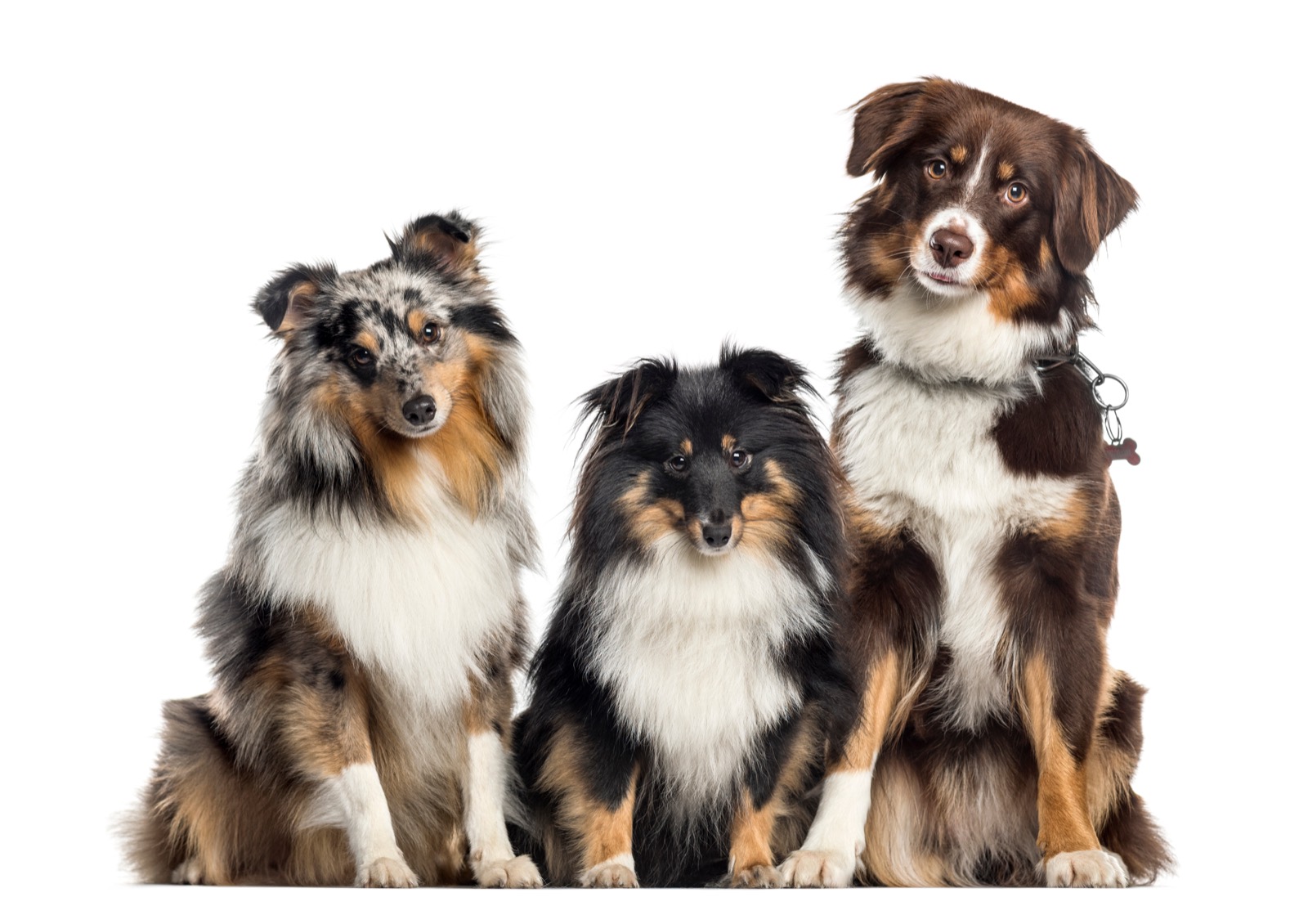Understanding Canine Working Disciplines: What Your Dog Was Born To Do