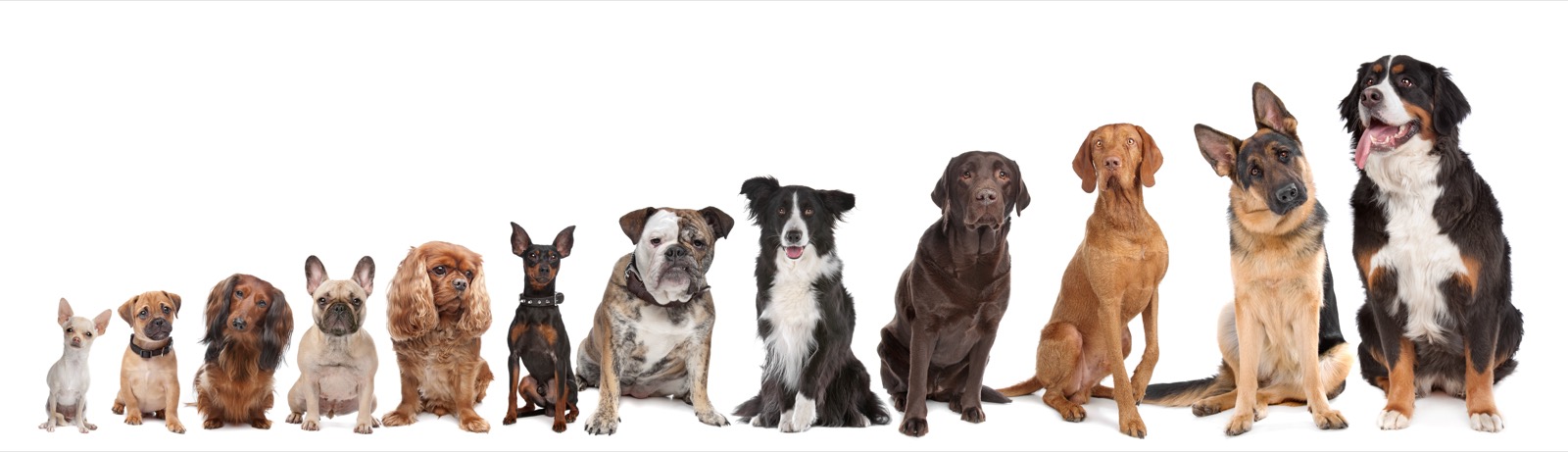 How to Spot Puppy Scams in 2026: A Buyer's Complete Guide