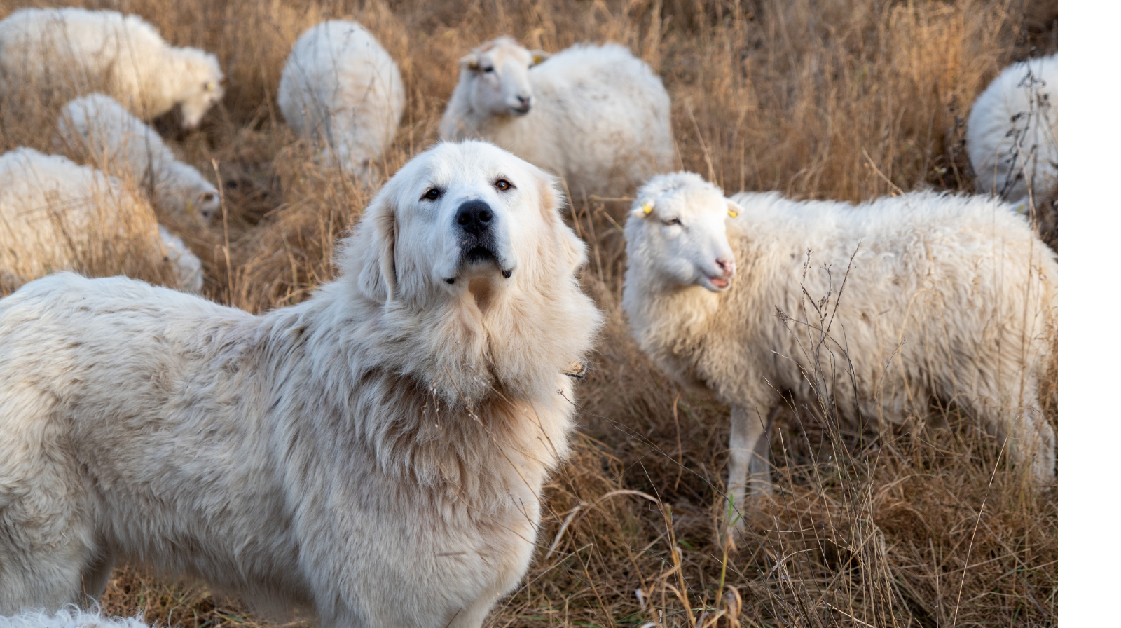 Herding & Livestock Guardian Dog