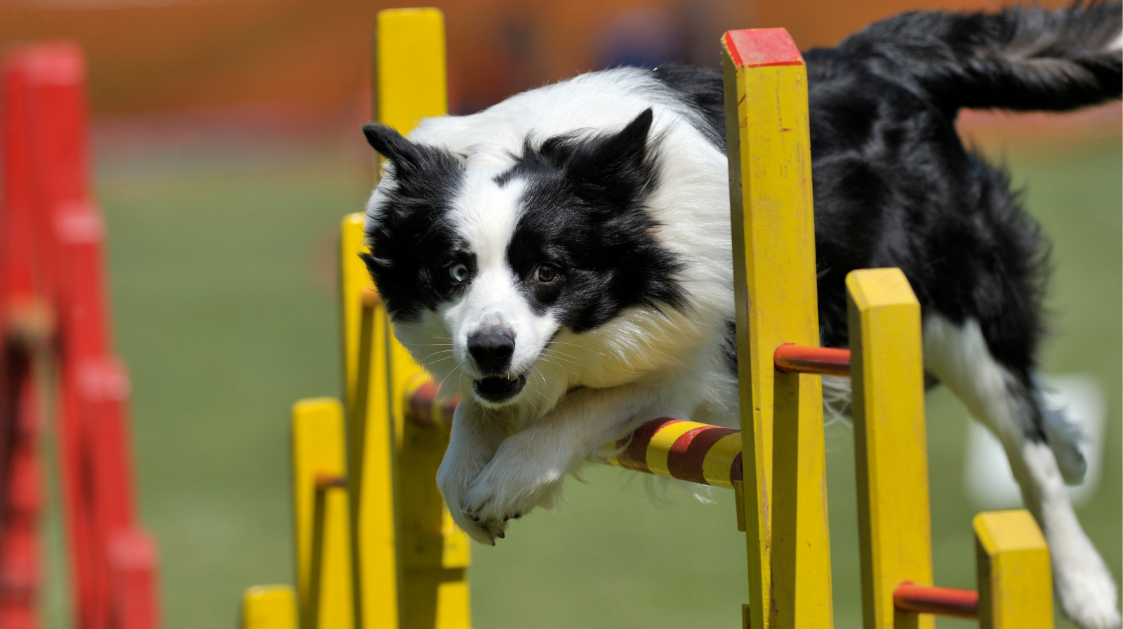 Sport & Performance — Border Collie agility
