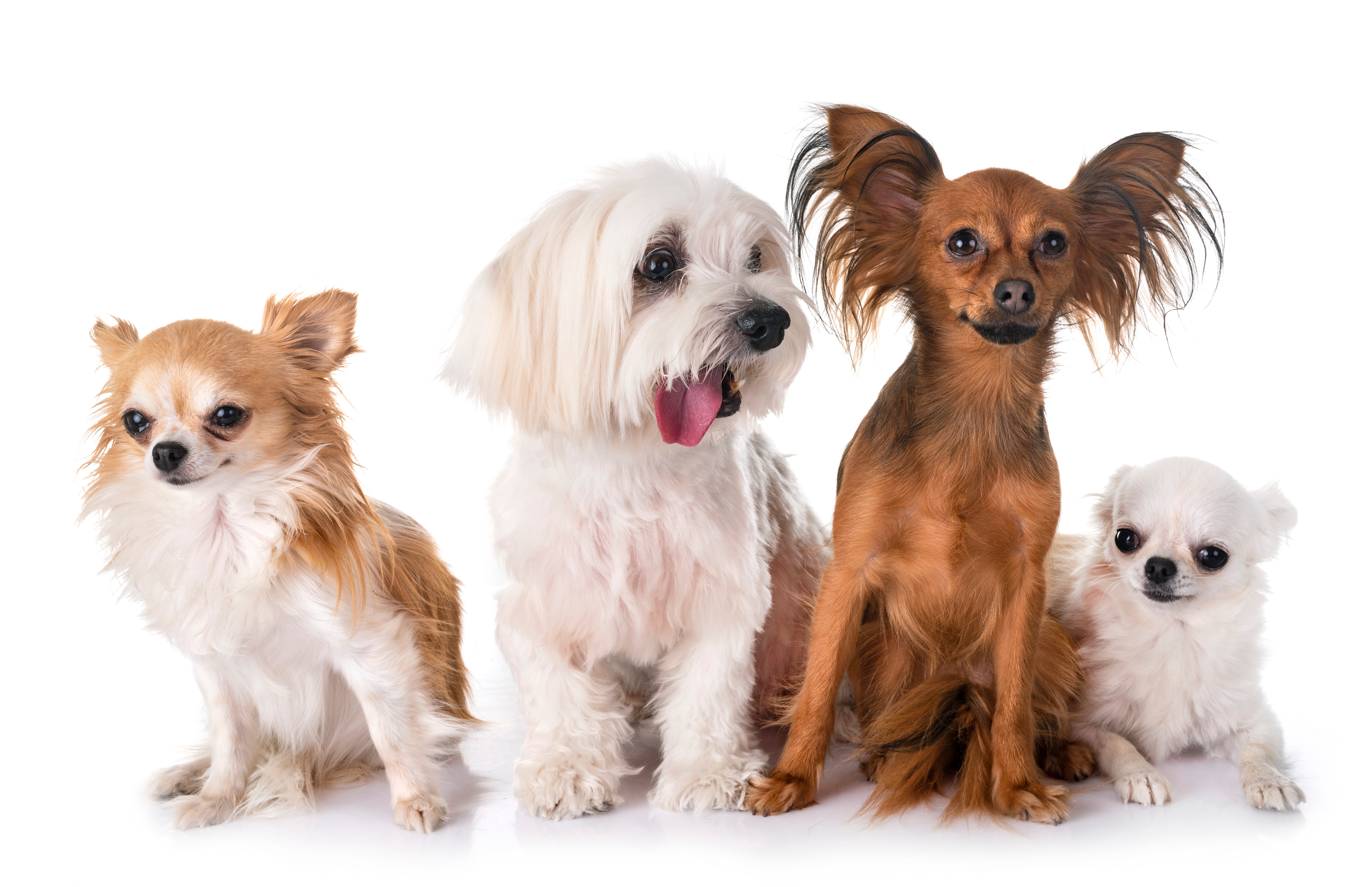 Why Health Testing Matters More Than Pedigree