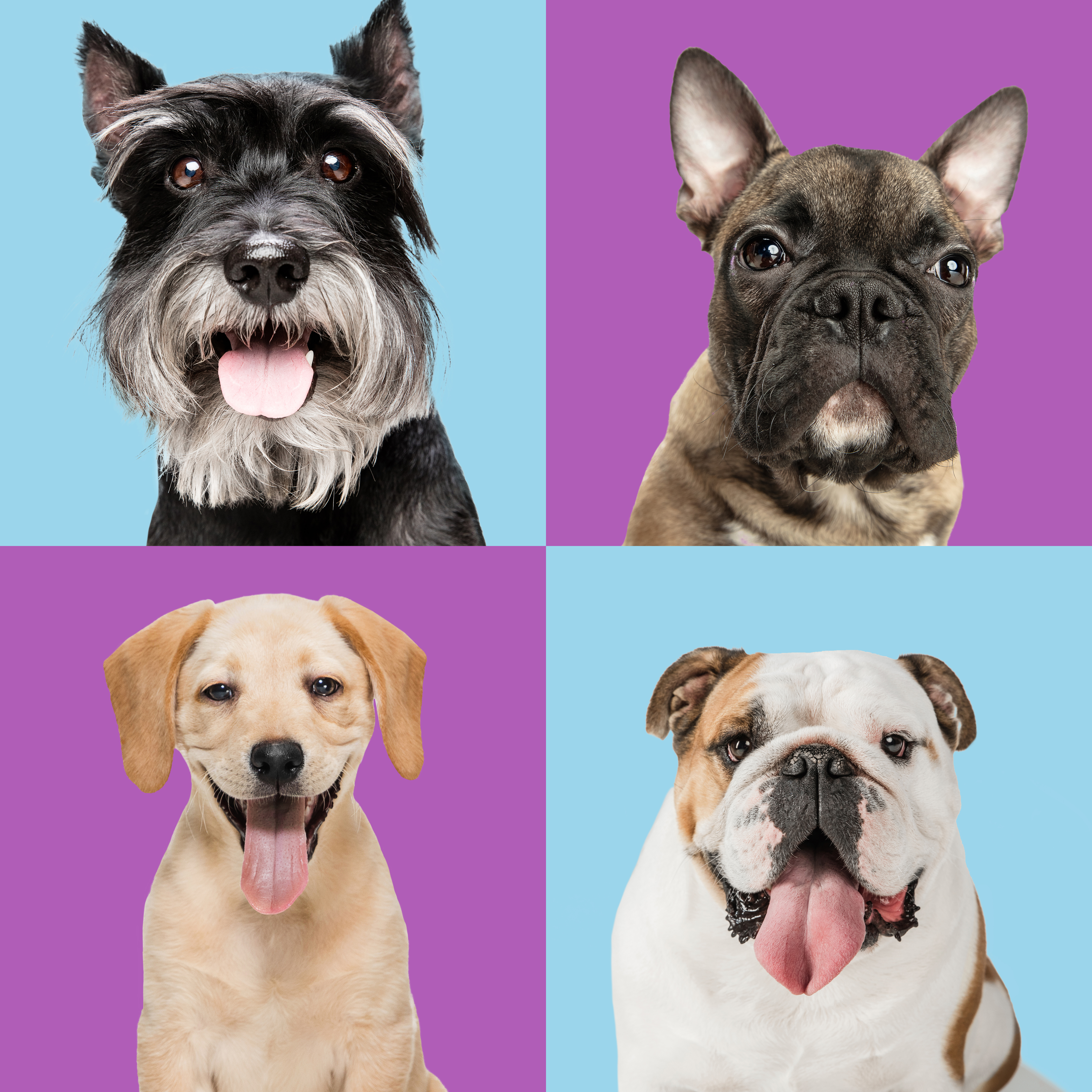 Four dogs on colorful background