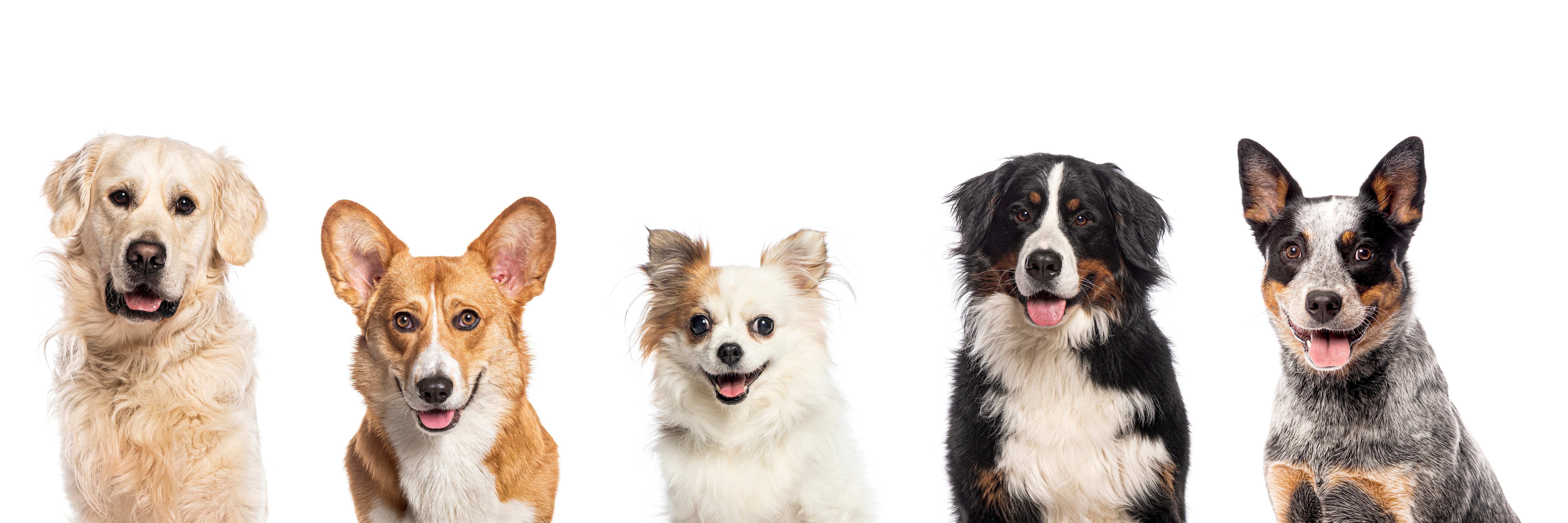 OFA Health Testing Explained: What Every Puppy Buyer Should Ask