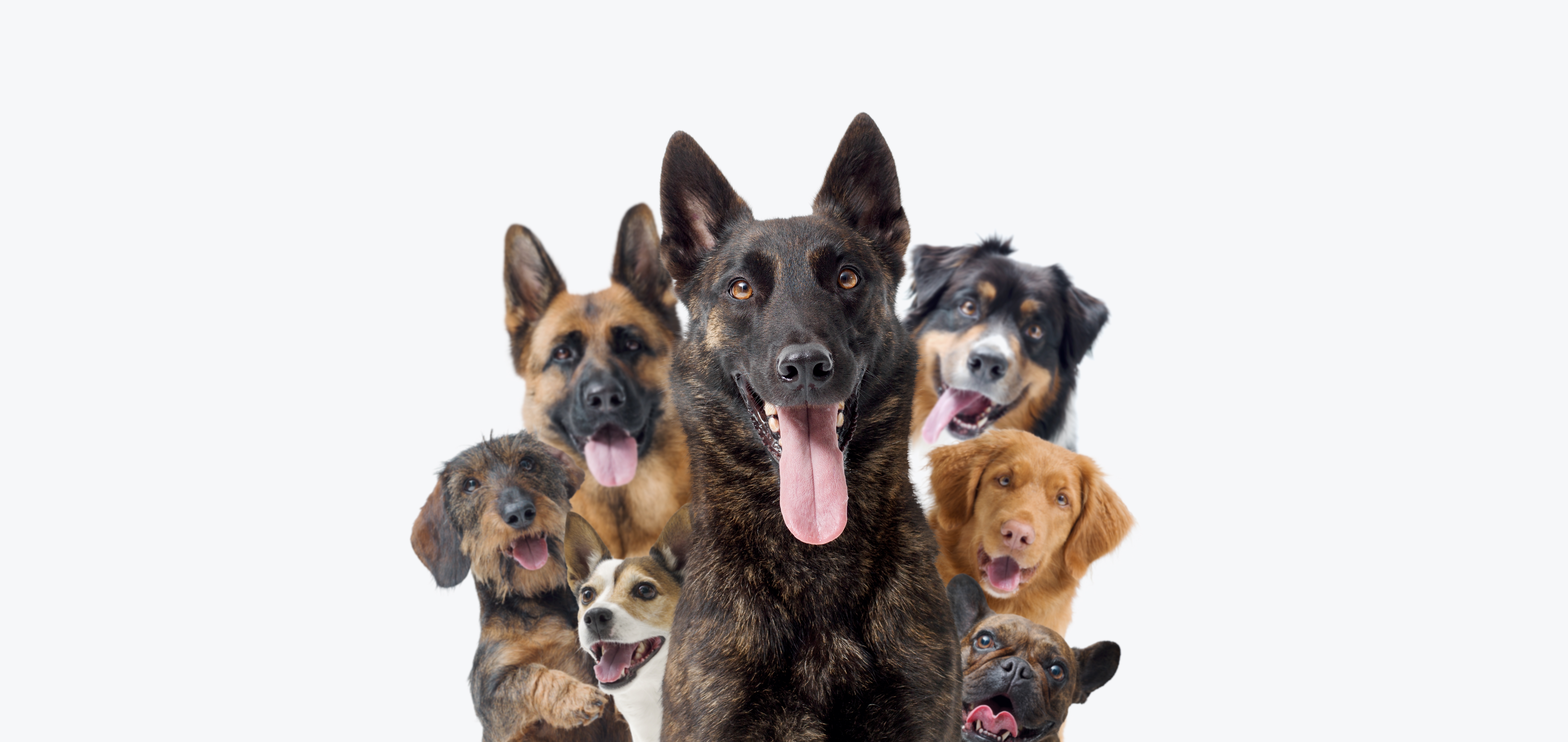 Protection Dog Training: What Families Need to Know